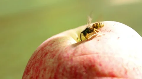 Wasp on the apple Stock Footage 8578122