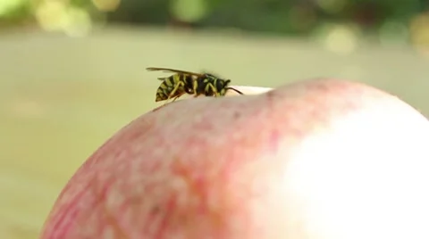 Wasp on the apple Stock Footage 8578135