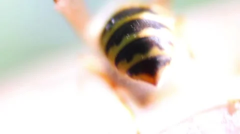 Wasp on the apple Stock Footage 8578140