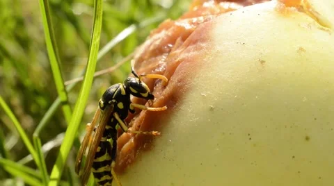 Wasp on apple Stock Footage 41665096