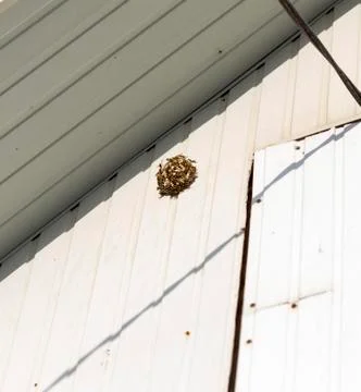 Wasp on the aspen Stock Photos
