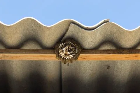 Wasp on the aspen Stock Photos