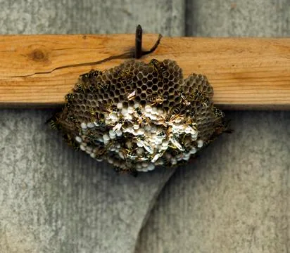 Wasp on the aspen Stock Photos