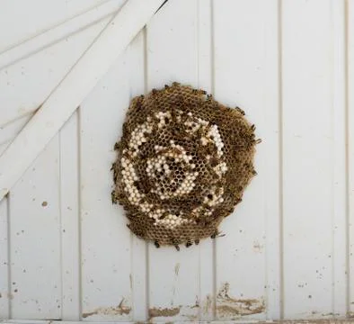 Wasp on the aspen Stock Photos
