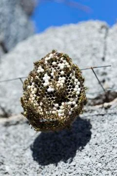 Wasp on the aspen Stock Photos