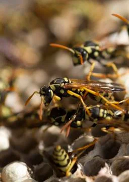 Wasp on the aspen Stock Photos