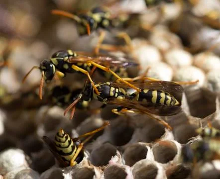 Wasp on the aspen Stock Photos