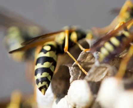 Wasp on the aspen Stock-Fotos