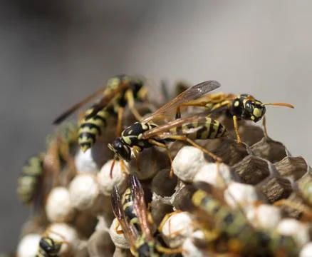 Wasp on the aspen Stock Photos