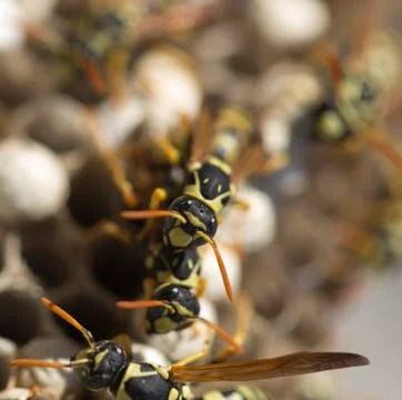 Wasp on the aspen Stock Photos