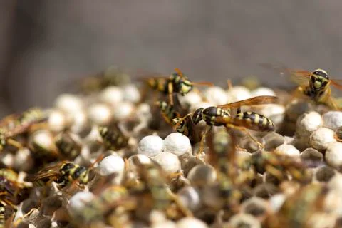 Wasp on the aspen Stock Photos