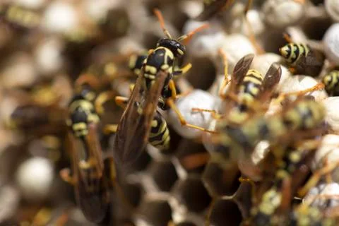 Wasp on the aspen Stock Photos