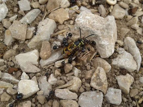 Wasp attacked by ants Stock Photos