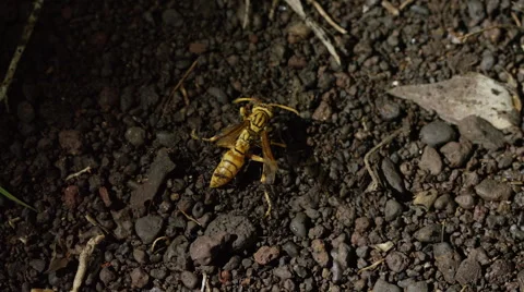 Wasp Attacked By Swarm Of Ants Stock Footage 60377053