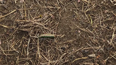 Wasp Attacking Pine Sphinx Moth Caterpillar on Forest Ground Stock Footage 344652367