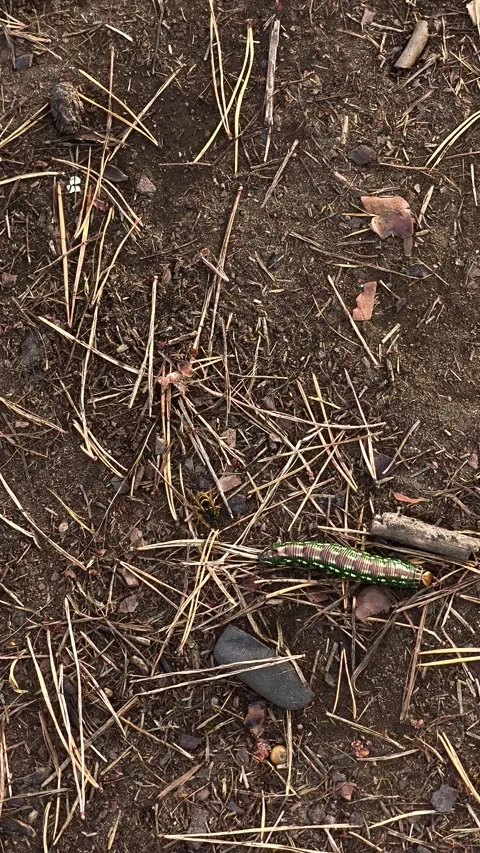 Wasp Attacking Pine Sphinx Moth Caterpillar on Forest Ground Stock Footage 344690691