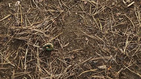Wasp Attacking Pine Sphinx Moth Caterpillar on Forest Ground Photos