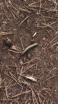 Wasp Attacking Pine Sphinx Moth Caterpillar on Forest Ground Stock Photos