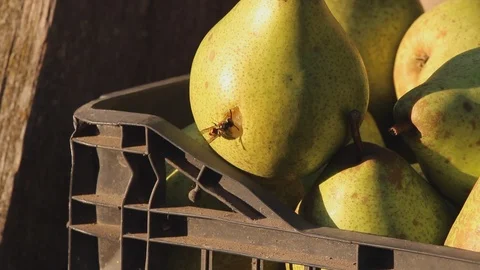 Wasp attacks another wasp Stock Footage 96215383