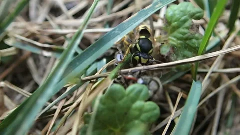 Wasp attacks a bee Video stock 116875284