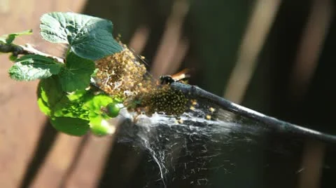 The wasp attacks the brood of spiders. Stock Footage 10994105