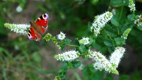 A wasp attacks a butterfly on a mint flower. Stock Footage 314365009