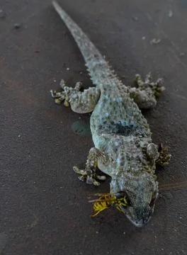Wasp attacks gecko's eye. 库存照片