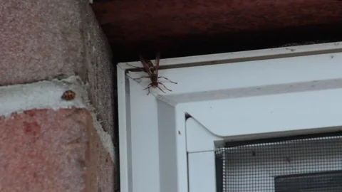 Wasp Attacks Lady Bug Video stock 121966777