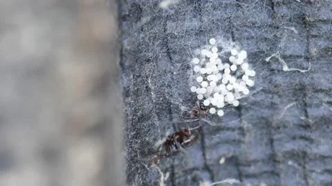 The wasp attacks the spider's eggs. The spider protects the offspring. Video stock 134889873