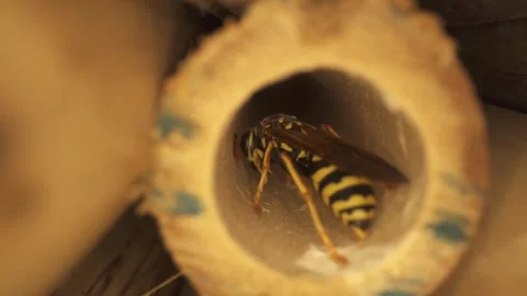 Wasp bamboo insect Stock-Footage 274035093