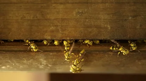 Wasp in bamboo stick Stock Footage 48360481