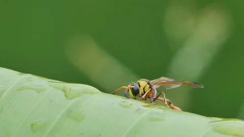 Wasp on banana leaf. Vídeos de archivo 115133339