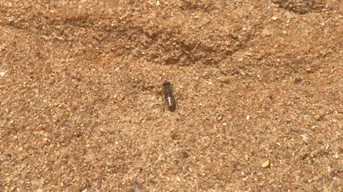 Wasp in beach sand Video stock 318672388