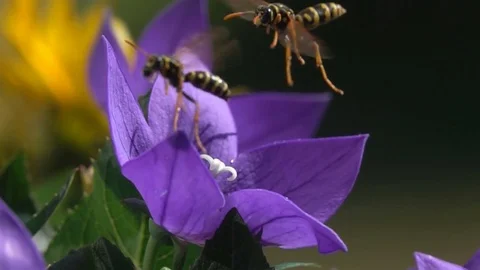 Wasp bee boss eviction Stock Footage 77717332
