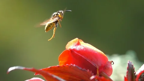 Wasp Bee brake in front of red flower Video stock 115716649