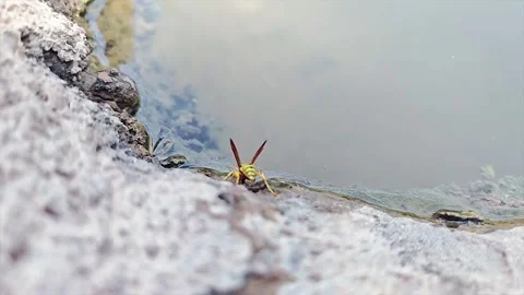 Wasp bee drinks water beside wet stones in slow motion - Stone Pool and Bug Sip 動画素材 339811317