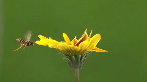 Wasp bee explores flower Video stock 76754045