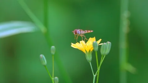 Wasp Bee Fly Hovering Detail Take Off Yellow Flower Stock Footage 90757842