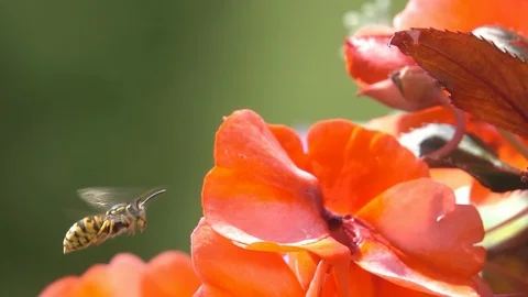 Wasp Bee flying in wind Stock Footage 122758751