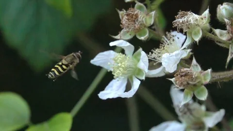 Wasp Bee Gathering Fly Hovering Detail Stock Footage 90758185