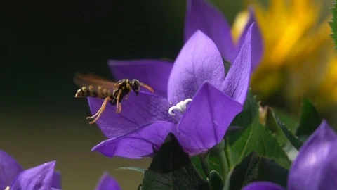Wasp bee hovering fly detail and shadows Stock-Footage 77695186