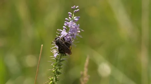 Wasp Bee insect sitting on Flower Close up Macro Slow Motion Stock Footage 93931999