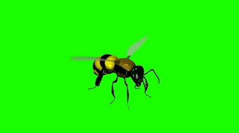 Wasp Bee Swarm Flying Vidéo 14858024