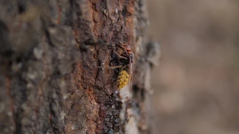 Wasp Bee Tree Trunk Stock Footage 114569405