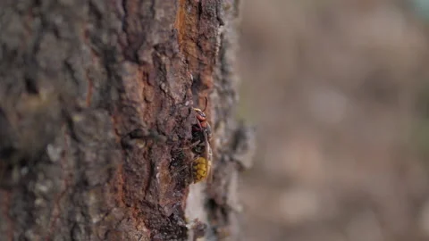Wasp Bee Tree Trunk Stock Footage 135839517