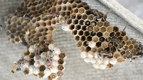 Wasp in beehive Stock Footage 28501875