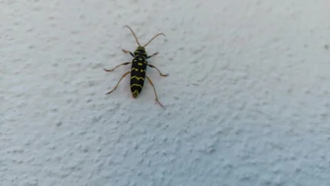 Wasp beetle Clytus arietis crawling on a white textured wall, macro shot Stock Footage 336561692