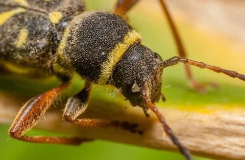 Wasp Beetle Stock Photos