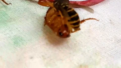 Wasp beheads cockroach on dining table and then flies off Stock Footage 105831777