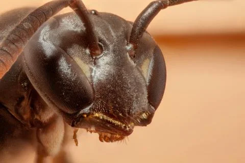 Wasp in beige background Stock Photos